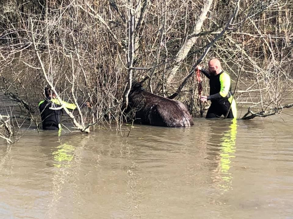 Horse stuck in pond, freed by Navasota Fire, passes away Willy 1550