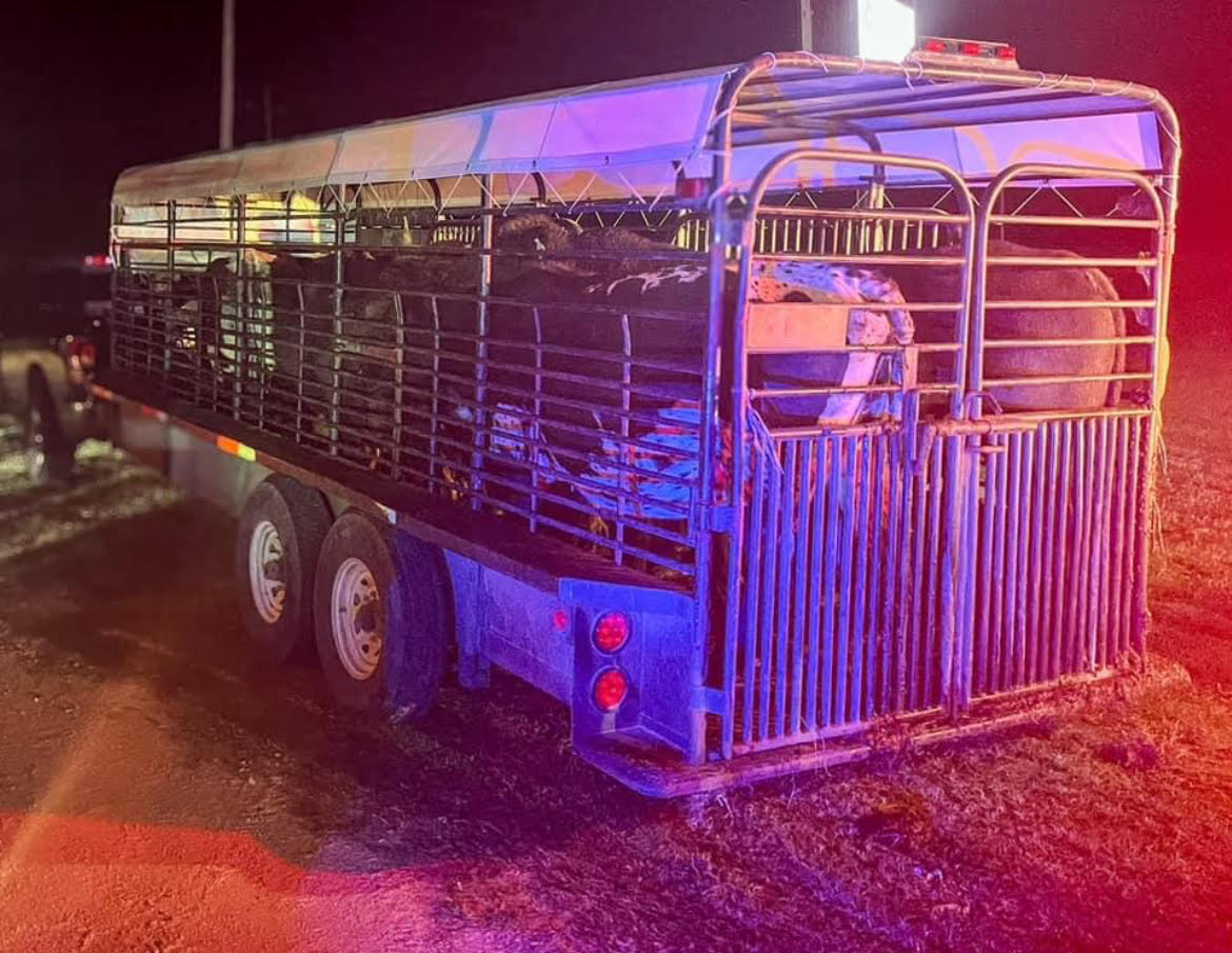 Three Men Arrested in Grimes County in Connection with Cattle Theft ...